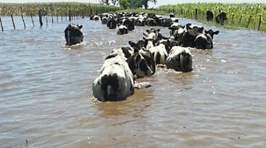 Carbap apuntó que en seis meses puede faltar carne en la provincia