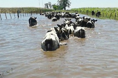 Carbap apuntó que en seis meses puede faltar carne en la provincia