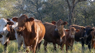 Preocupa la falta de montes en los campos bonaerenses