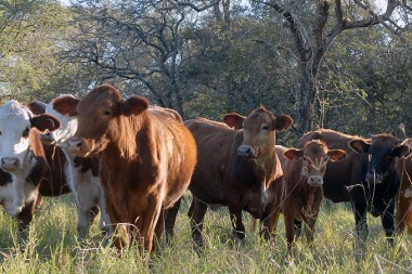 Preocupa la falta de montes en los campos bonaerenses