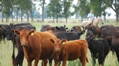 El stock bovino nacional cayó 2,7%, consecuencia de la sequía