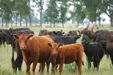 El stock bovino nacional cayó 2,7%, consecuencia de la sequía