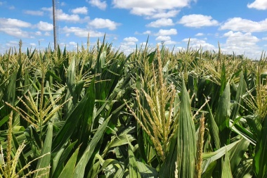 Cae en la provincia de Buenos Aires la producción de trigo por la sequía