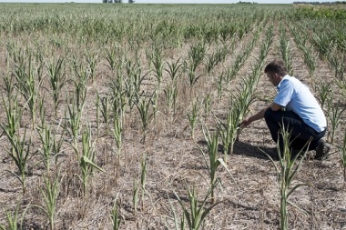 Lincoln también ingresó en emergencia agropecuaria por sequía