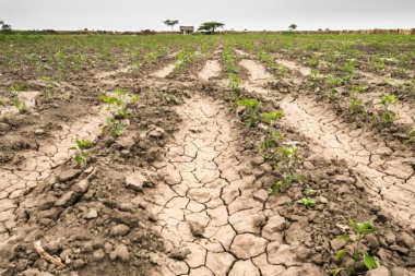 Ya se habla de 6 millones de hectáreas afectadas por la sequía en provincia