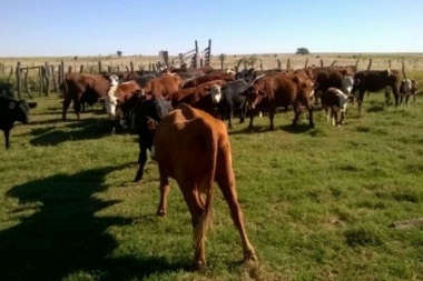 Decomisaron 3.500 kilos de carne y los donaron a comedores comunitarios bonaerenses