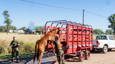 Operativo conjunto entre municipio y Patrulla Rural para controlar la presencia de equinos sueltos