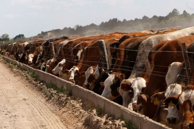 Feedlots deberán reempadronarse para poder desarrollar la actividad en Villegas