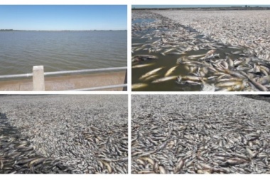 La mortandad de peces se debe a la falta de oxígeno en los espejos de agua