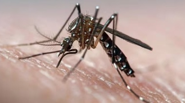 Dengue: plantean realizar un control biológico del Aedes Aegypti