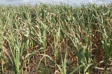 A pesar de la falta de lluvia afirman que los cultivos están en buen estado en Junín
