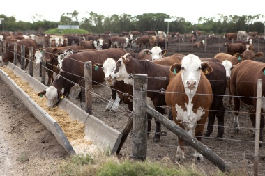 Feedloteros advierten una pérdida económica a causa del cierre de exportaciones