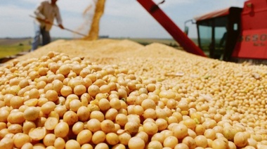 La soja subió 15,6 por ciento producto de la sequía en Argentina