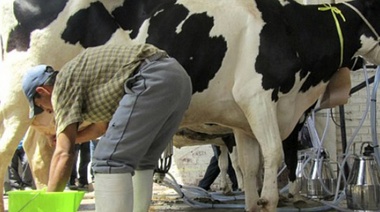 Crisis tambera: La Rural de Junín advierte que “la situación de la lechería es terminal”