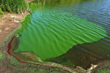 Espejos de agua de Alberti y Trenque Lauquen en alerta por cianobacterias