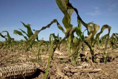 11 municipios de la cuarta beneficiados con la extensión de la emergencia agropecuaria
