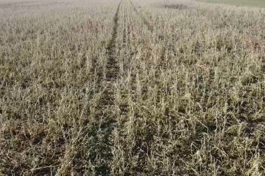 Solicitarán la emergencia agropecuaria en 9 de Julio