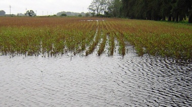 Piden la emergencia o desastre agropecuario por inundaciones en la cuarta