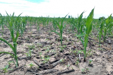 Alberti y Junín fueron declarados en emergencia agropecuaria