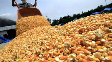 Productores bonaerenses calculan pérdidas de hasta US$ 200 millones