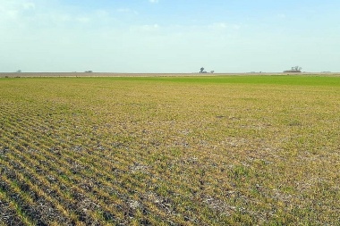 Estiman 100 mil toneladas menos de producción en Junín