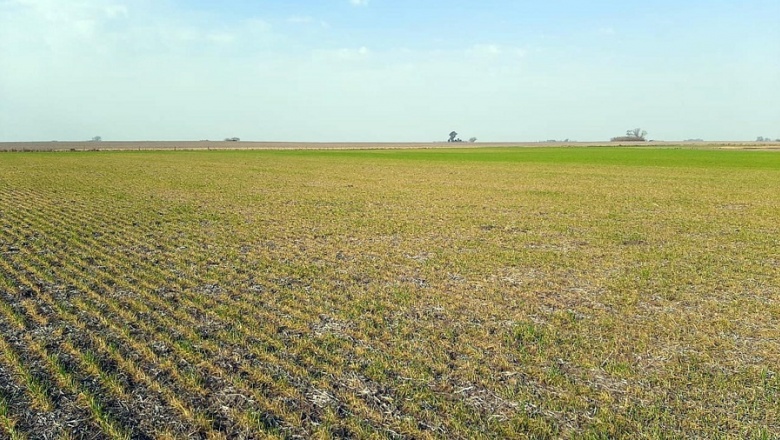 Por la sequía, el ingreso de dólares de la agroindustria cayó a niveles récord