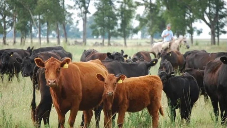 El stock bovino nacional cayó 2,7%, consecuencia de la sequía