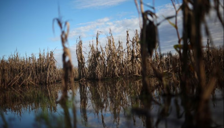 Agro en vilo: Estiman cosecha buena de trigo y alerta por el futuro "déficit" de lluvias en la región