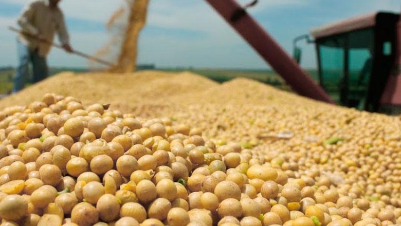 Gobierno baja hasta junio retenciones a la soja, el trigo, el maíz y el girasol
