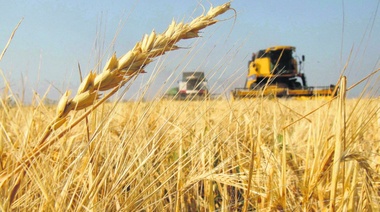 Afirman que el trigo pasó a ser el cultivo estrella y esperan 20 millones de toneladas