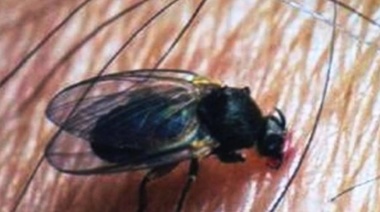 Buscan un abordaje integral para dar respuesta ante la plaga del barigüí