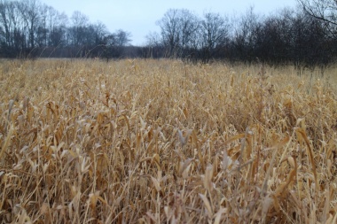 Luego de las lluvias, el 50% del trigo bonaerense quedó en "condición regular"