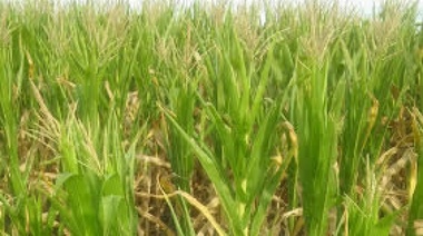 La Rural de 25 de Mayo informó que el último bimestre es el segundo más seco en 100 años