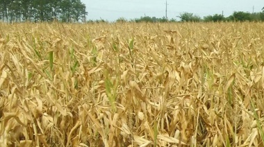 La Rural de 25 de Mayo reclamó “cambios urgentes” en la Ley de Emergencia Agropecuaria