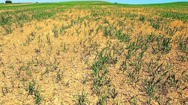 Recortan otro 6% la cosecha de soja y los precios tocan máximos de 13 meses