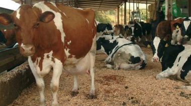 El INTA advirtió sobre la difícil situación de los animales por la sequía