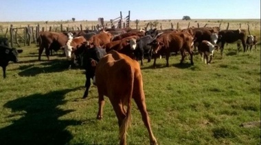 Decomisaron 3.500 kilos de carne y los donaron a comedores comunitarios bonaerenses