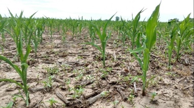 Calculan 17.076 millones de pesos menos en la economía del interior bonaerense por la sequía