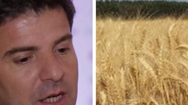 Afirman que productores empezaron a retener trigo por la incertidumbre cambiaria   