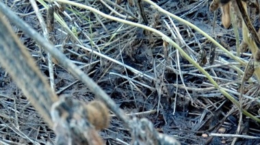 Sequía/Lluvia: Productores de Junín hablan de un 75 por ciento de pérdidas