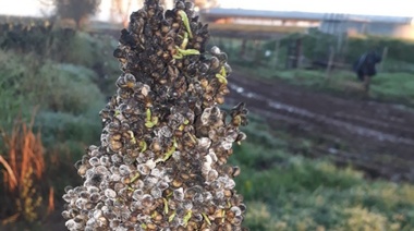 Piden a Petrecca gestiones ante nación y provincia por la mala calidad de soja que se está cosechando