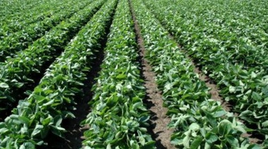 Por exceso de humedad podría perderse el 30% de la soja sembrada en Trenque Lauquen