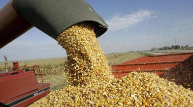 Productor de Junín estalló ante rumores de vuelta a las retenciones en trigo y maíz