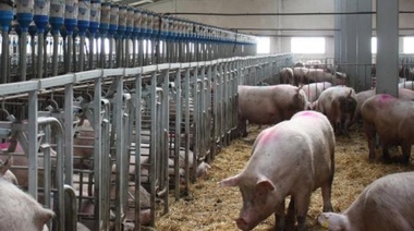 Reclaman que el Congreso nacional declare la emergencia para el sector porcino