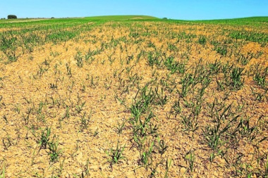 Por la sequía, estiman que la campaña agrícola caerá 12 por ciento