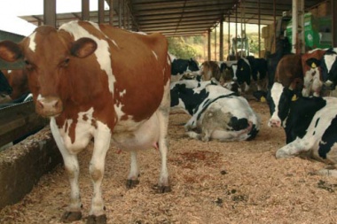 El INTA advirtió sobre la difícil situación de los animales por la sequía
