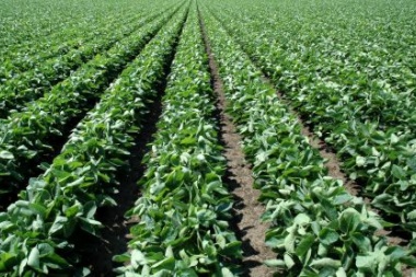 Por exceso de humedad podría perderse el 30% de la soja sembrada en Trenque Lauquen