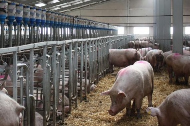 Reclaman que el Congreso nacional declare la emergencia para el sector porcino