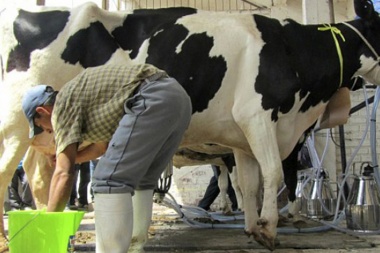 Crisis tambera: La Rural de Junín advierte que “la situación de la lechería es terminal”