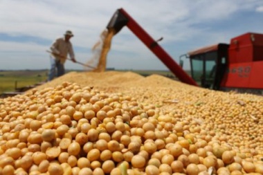 El precio de la soja cayó a nivel mundial por la suba de la producción en EE UU